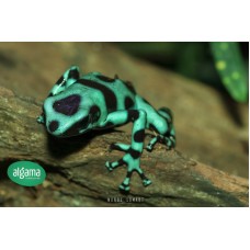 Rana Flecha verde - Dendrobates auratus 